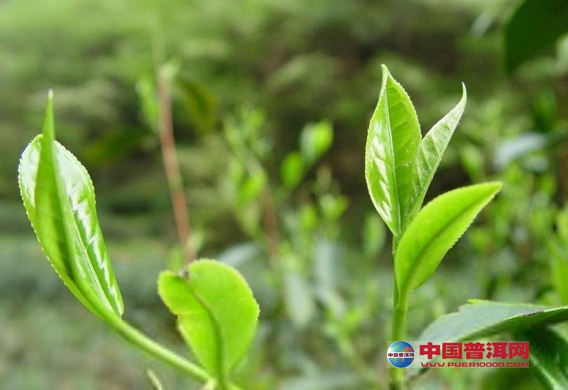 <u><a href='http://www.puer10000.com/puerzhishi/32854.html' target='_blank'>普洱<u><a href='http://www.puer10000.com/puerzhishi/100997.html' target='_blank'>茶</a></u></a></u>
