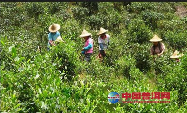 <u><a href='http://www.puer10000.com/puerzhishi/32854.html' target='_blank'>ն<u><a href='http://www.puer10000.com/puerzhishi/100997.html' target='_blank'></a></u></a></u>