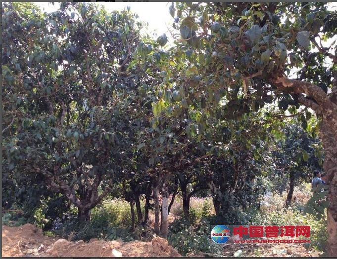 <u><a href='http://www.puer10000.com/puerzhishi/32854.html' target='_blank'>ն</a></u>