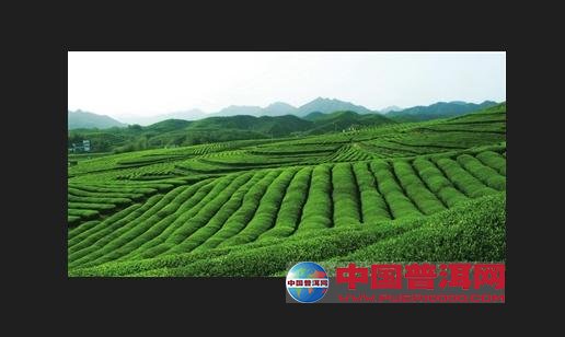 普洱茶