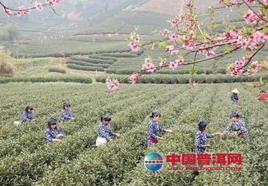 普洱茶