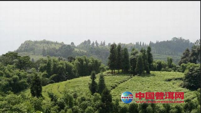 普洱茶