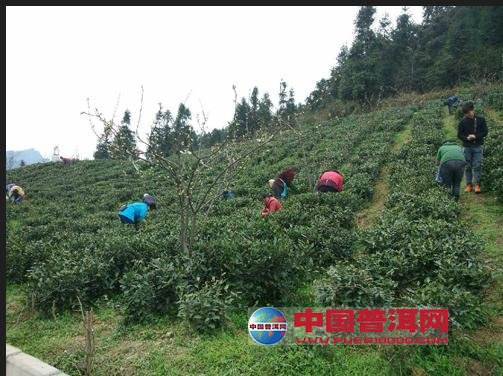 普洱茶
