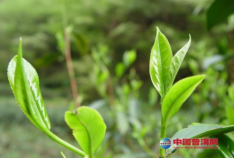 普洱茶