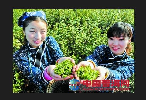 普洱茶