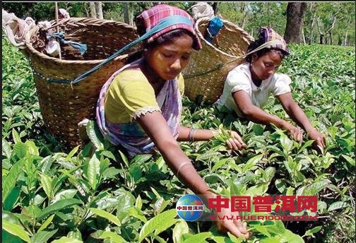 普洱茶