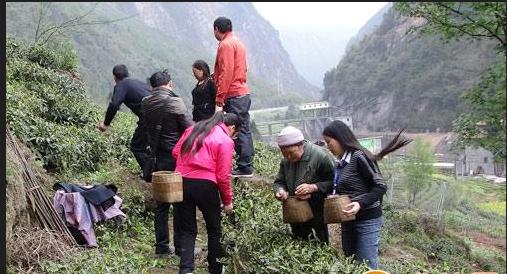 普洱茶
