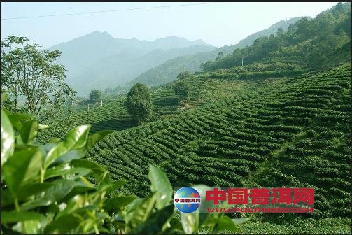 普洱茶