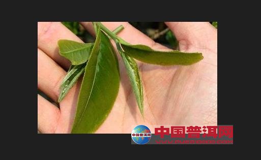 普洱茶