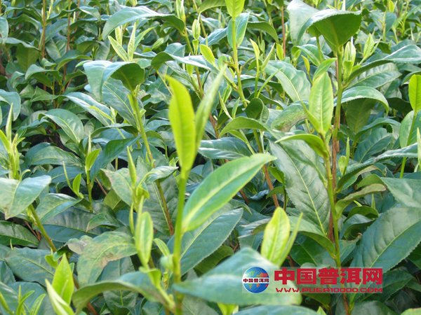 普洱茶
