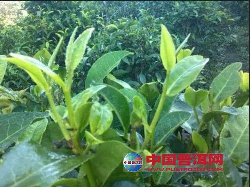 普洱茶
