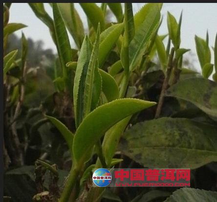 普洱茶