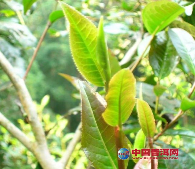 普洱茶