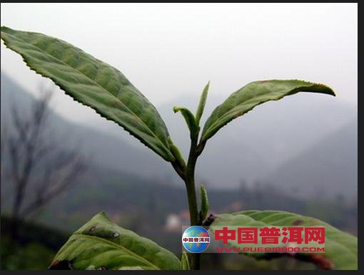 普洱茶