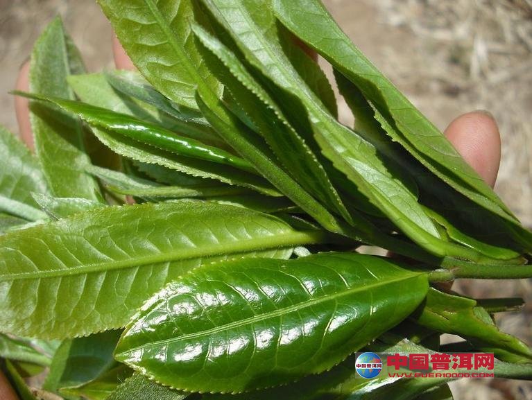 普洱茶
