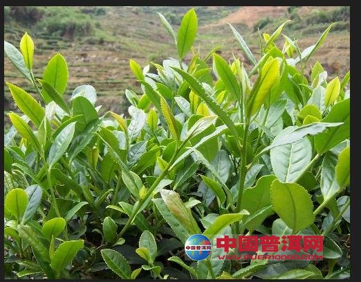 普洱茶