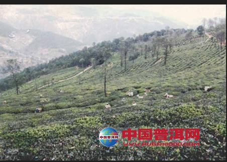 普洱茶