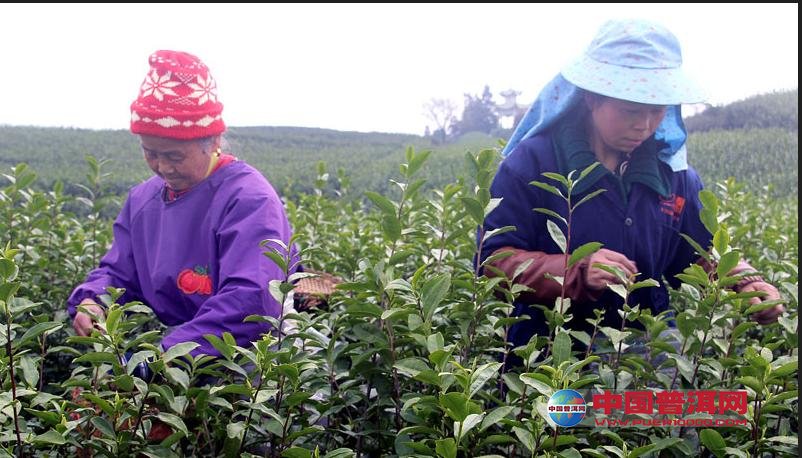 普洱茶
