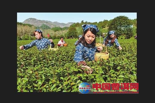 普洱茶