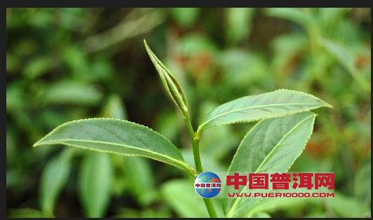 <u><a href='http://www.puer10000.com/puerzhishi/32854.html' target='_blank'>普洱<u><a href='http://www.puer10000.com/puerzhishi/100997.html' target='_blank'>茶</a></u></a></u>