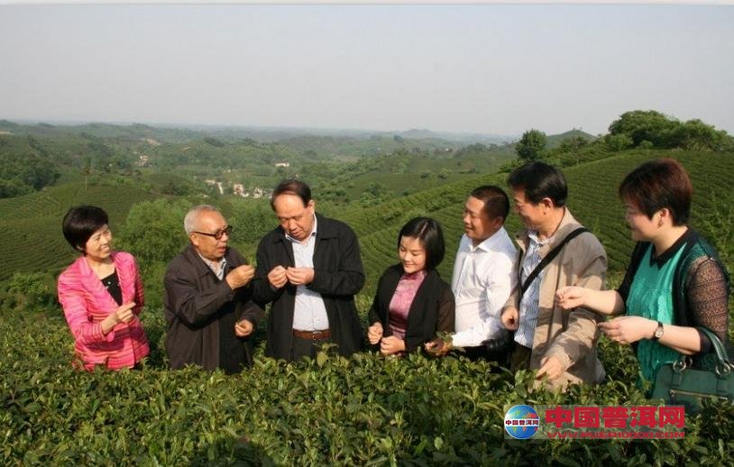 普洱茶