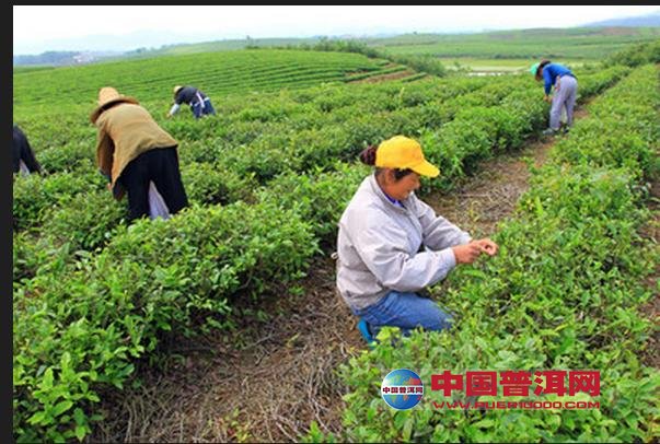 普洱茶