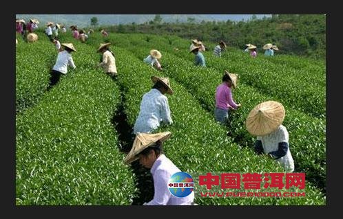 普洱茶