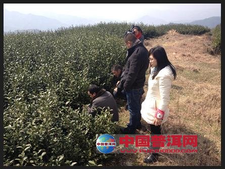 普洱茶