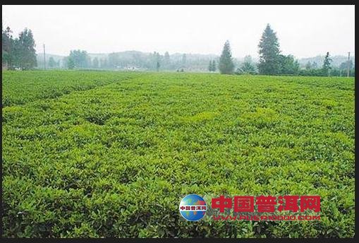 普洱茶