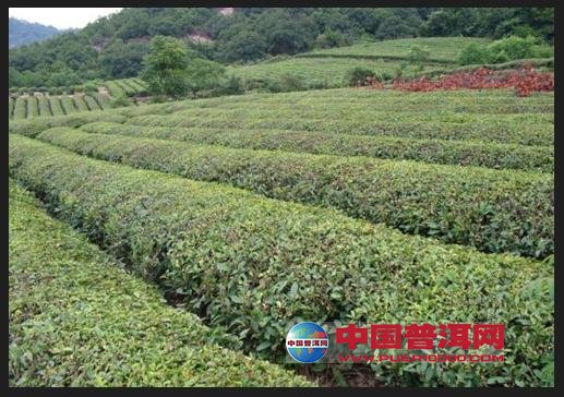 普洱茶
