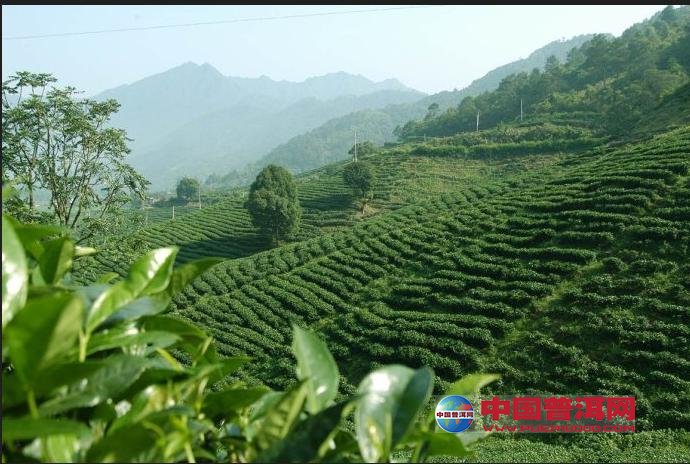 普洱茶