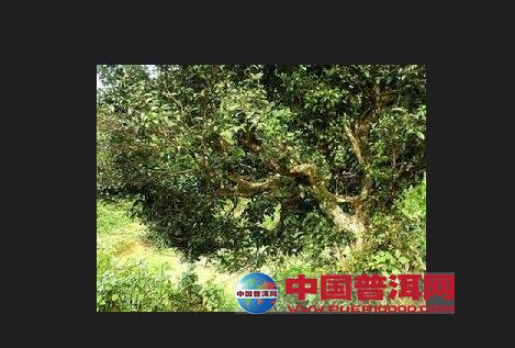 普洱茶