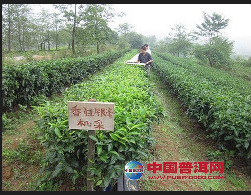 普洱茶
