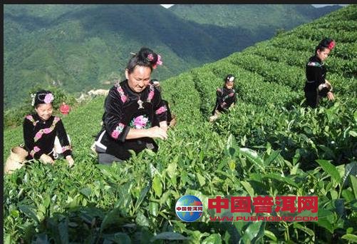 普洱茶