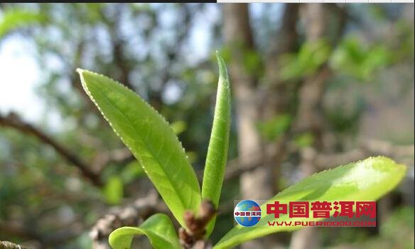 <u><a href='http://www.puer10000.com/puerzhishi/32854.html' target='_blank'>普洱<u><a href='http://www.puer10000.com/puerzhishi/100997.html' target='_blank'>茶</a></u></a></u>