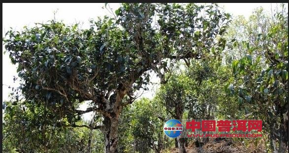 普洱茶
