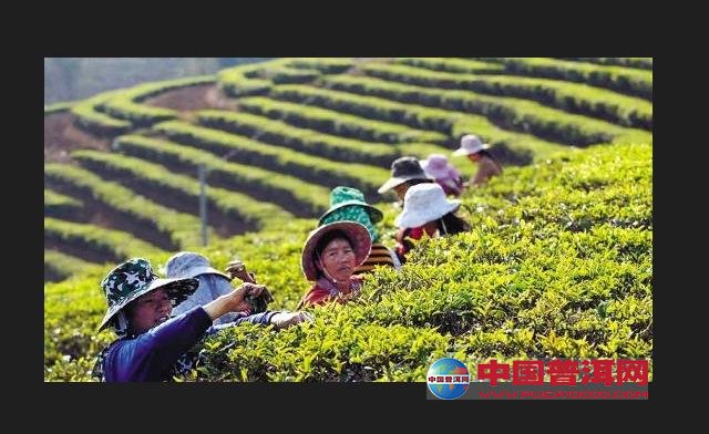 <u><a href='http://www.puer10000.com/puerzhishi/32854.html' target='_blank'>普洱<u><a href='http://www.puer10000.com/puerzhishi/100997.html' target='_blank'>茶</a></u></a></u>