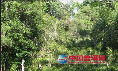 普洱茶