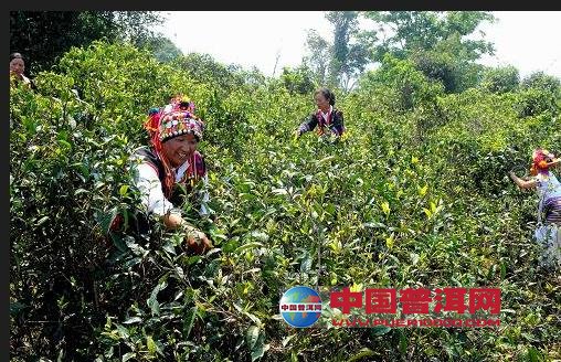 普洱茶