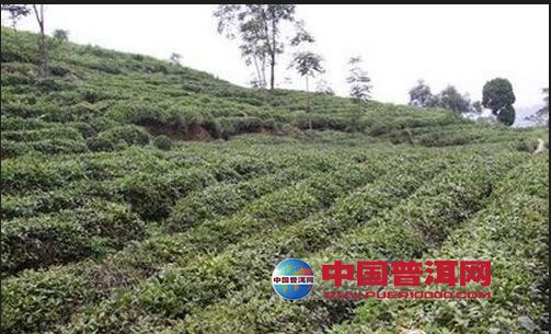 普洱茶