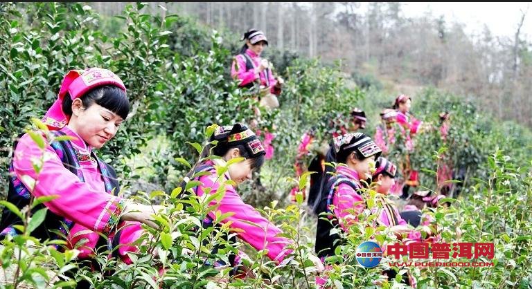 普洱茶