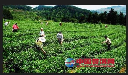 普洱茶