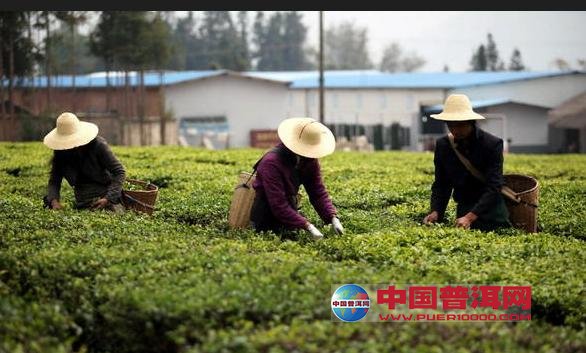 普洱茶