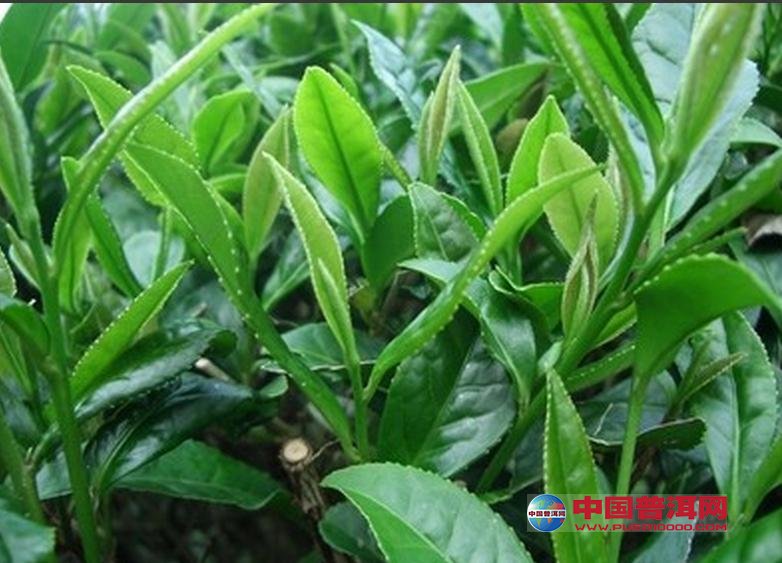普洱茶