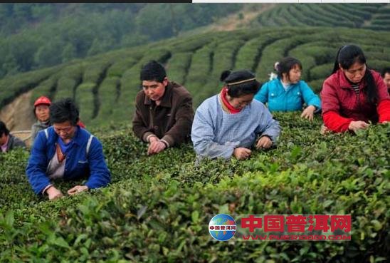 普洱茶