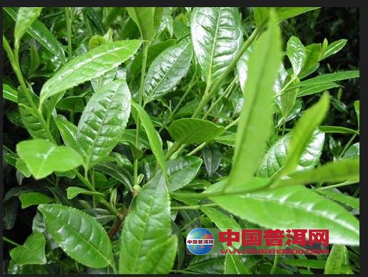 普洱茶