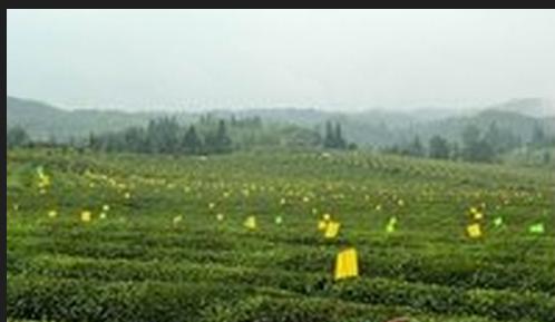 普洱茶