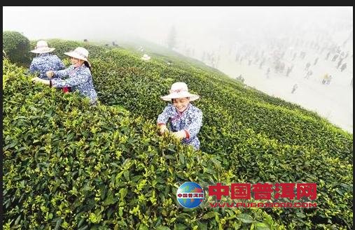 普洱茶