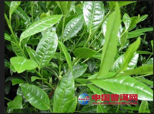 <u><a href='http://www.puer10000.com/puerzhishi/32854.html' target='_blank'>普洱<u><a href='http://www.puer10000.com/puerzhishi/100997.html' target='_blank'>茶</a></u></a></u>