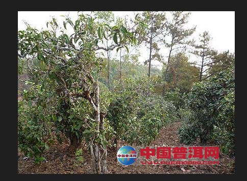 普洱茶